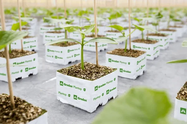 20190430 GR PHO 260 (7) مكعب Grodan بلانتوب NG2.0