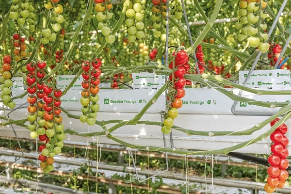 Grodan بريستيج NG2.0