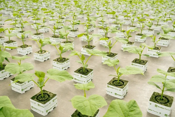 GRODAN_BEEKENKAMP_PLANTS-11_EDITED مكعب Grodan بلانتوب NG2.0
