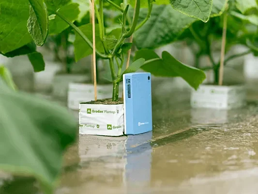 GRODAN_BEEKENKAMP_PLANTS-15 مكعب Grodan بلانتوب NG2.0