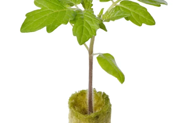 Grodan Plantop NG2.0 Plug